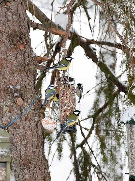 Ulike type meis i trærne på hytta