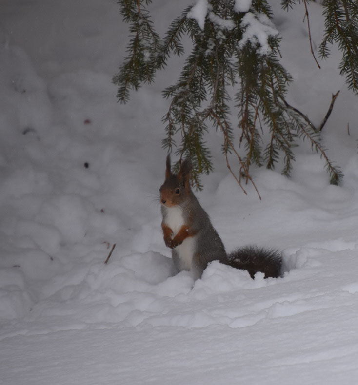 Ekorn i snøen under et grantre