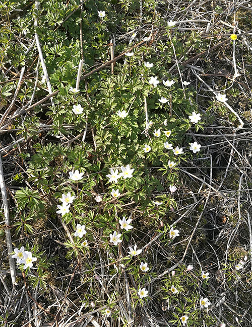 Hvitveis i grøftekanten: Dette er den hyggeligste tiden på året synes jeg. Våren har kommet, med sol, sommerdekk på sykkelen og ikke minst vårblomster som dukker opp over alt. Det grønnes, spirer og gror rundt oss. Jeg har forventninger om en fantastisk vår sommer, med mye sol og fint vær og ikke minst mange flotte sykkelturer. Jeg gleder meg. Finnes det egentlig noe hyggeligere enn den første hvitveisen og leirfivelen?