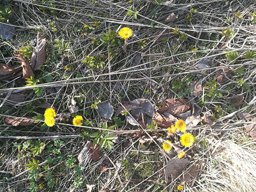 Leirfivel i grøftekanten: Dette er den hyggeligste tiden på året synes jeg. Våren har kommet, med sol, sommerdekk på sykkelen og ikke minst vårblomster som dukker opp over alt. Det grønnes, spirer og gror rundt oss. Jeg har forventninger om en fantastisk vår sommer, med mye sol og fint vær og ikke minst mange flotte sykkelturer. Jeg gleder meg. Finnes det egentlig noe hyggeligere enn den første hvitveisen og leirfivelen?