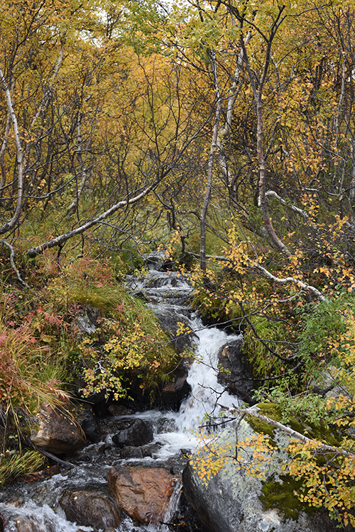 Storulvån, Jämtland, Sverige 20190922
