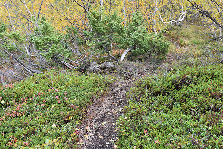 Storulvån, Jämtland, Sverige 20190922