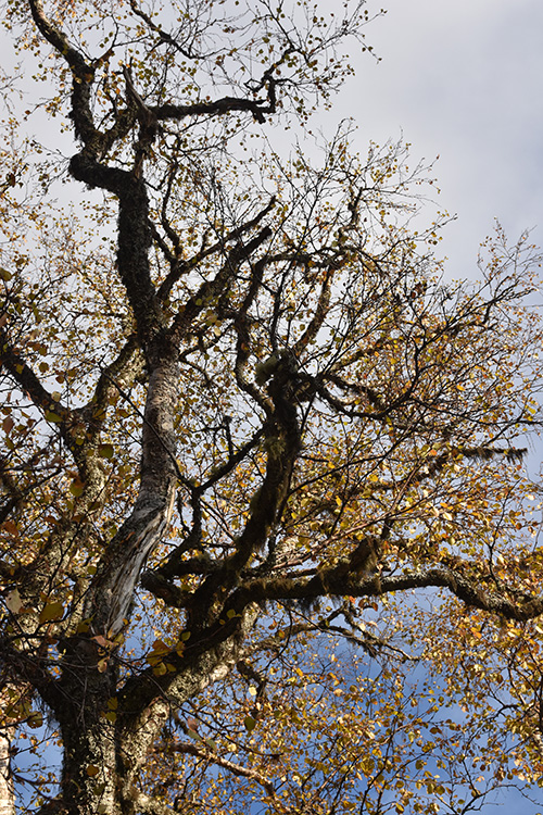 20191013 - Tur ved Ånn sjøen, Ånn, Jämtland, Sverige