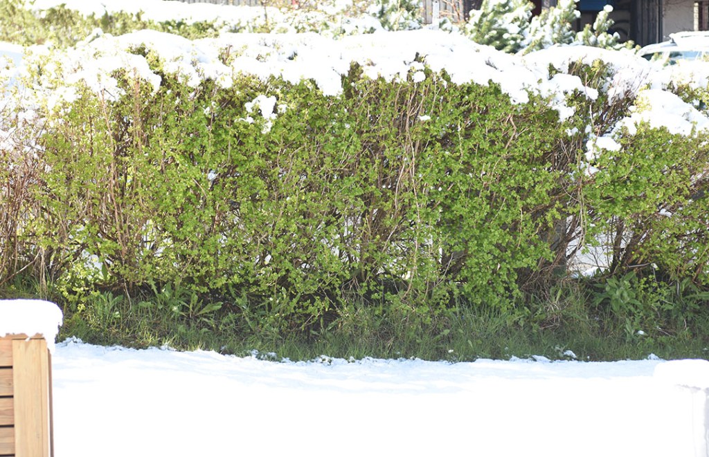 Snø i hagen 12 mai 2020 Trondheim Trøndelag Norway