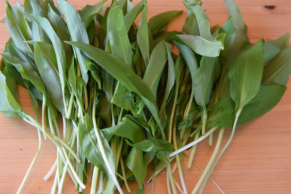 Ramsløk til Ramsløkpesto Ingredienser: 100 g Ramsløk 1 fedd Hvitløk 3 - 4 ss Parmesan (revet) 3 - 4 ss Pinjekjerner 1 ¼ dl Olivenolje ¼ ts Salt Pepper (nykvernet)