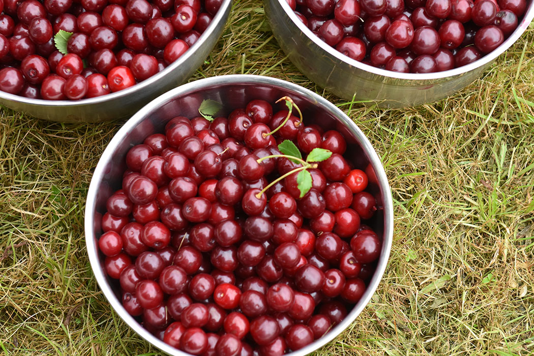 Kirsebærsyltetøy Ingredienser: 1 ½ l Kirsebær (sure) 1 dl Vann 6 dl Sukker ca. 1 ½ ts Syltepulver (Tørsleffs) - valgfritt https://heidisboble.no/ @heidisboble