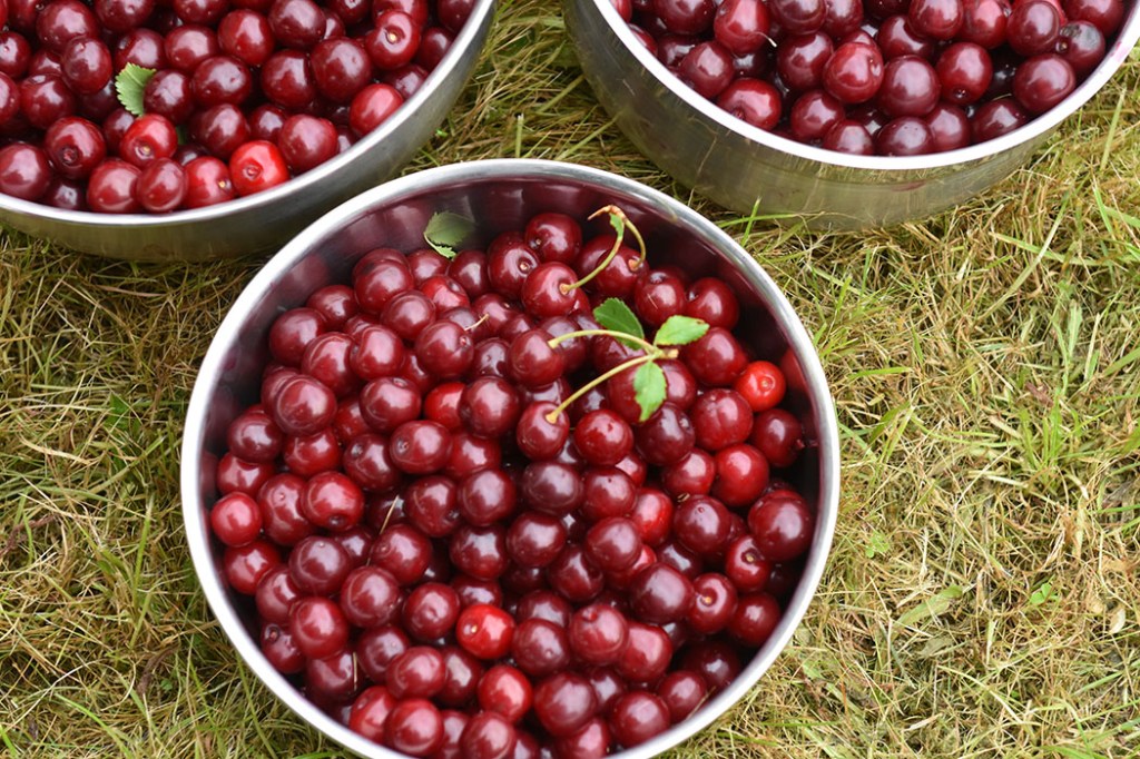 Kirsebærsaft på bær fra hagen Ingredienser: 2 l Kirsebær 4 dl Vann 250- 500 g Sukker (pr. liter saft) 1 krm Natriumbensoat (Vagfritt)