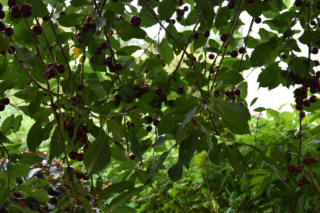 Kirsebærsyltetøy Ingredienser: 1 ½ l Kirsebær (sure) 1 dl Vann 6 dl Sukker ca. 1 ½ ts Syltepulver (Tørsleffs) - valgfritt https://heidisboble.no/ @heidisboble