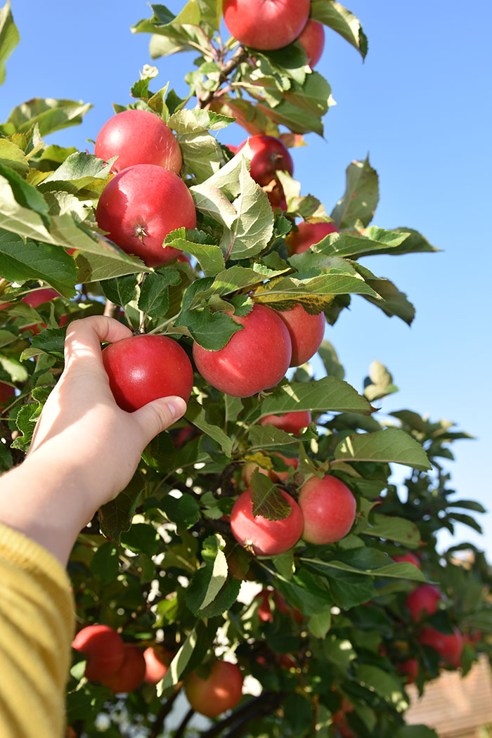 Endelig er eplene modne på den norske eple dagen som er siste tirsdag i september https://heidisboble.no/