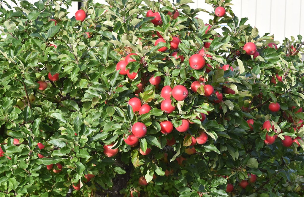 Eplene på epletreet mitt er endelig modne og jeg gleder meg til alt jeg kan lage!