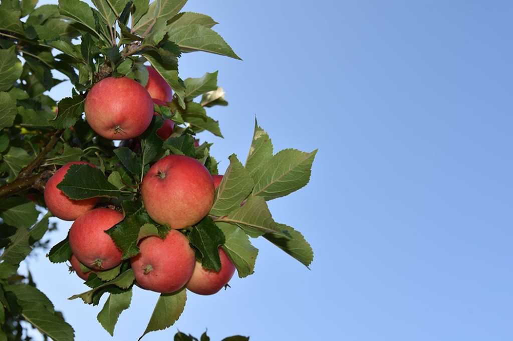 Endelig er eplene modne på den norske eple dagen som er siste tirsdag i september https://heidisboble.no/