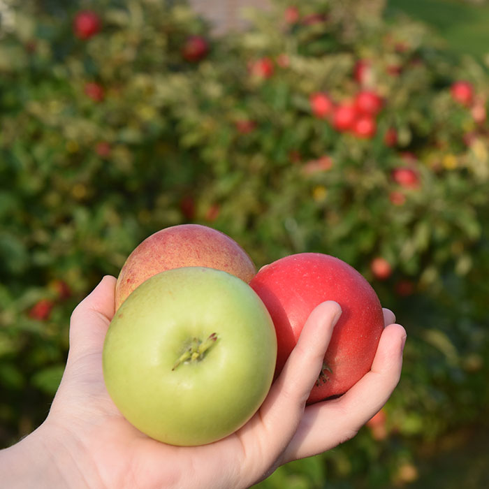 Eplesaft Ingredienser: 1 kg Epler (godt modne) 2 dl Vann 200- 400 g Sukker (pr. liter saft) 1 krm Natriumbensoat (pr. liter saft - Valgfritt)