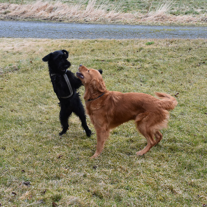 Drops og Akira leker på plenen Garten Trøndelag Norge https://heidisboble.no/ @heidisboble