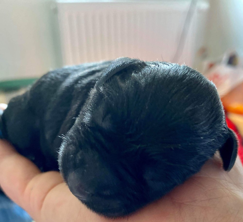 Selma Dvergschnauzer - sort Nyfødt https://heidisboble.no/ @heidisbob