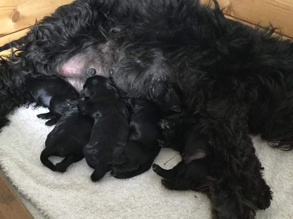 Selma Dvergschnauzer - sort Nyfødt https://heidisboble.no/ @heidisbob