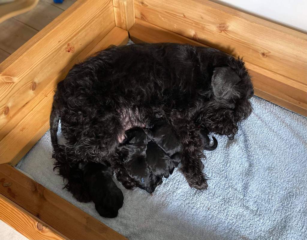 Selma Dvergschnauzer - sort Nyfødt https://heidisboble.no/ @heidisbob