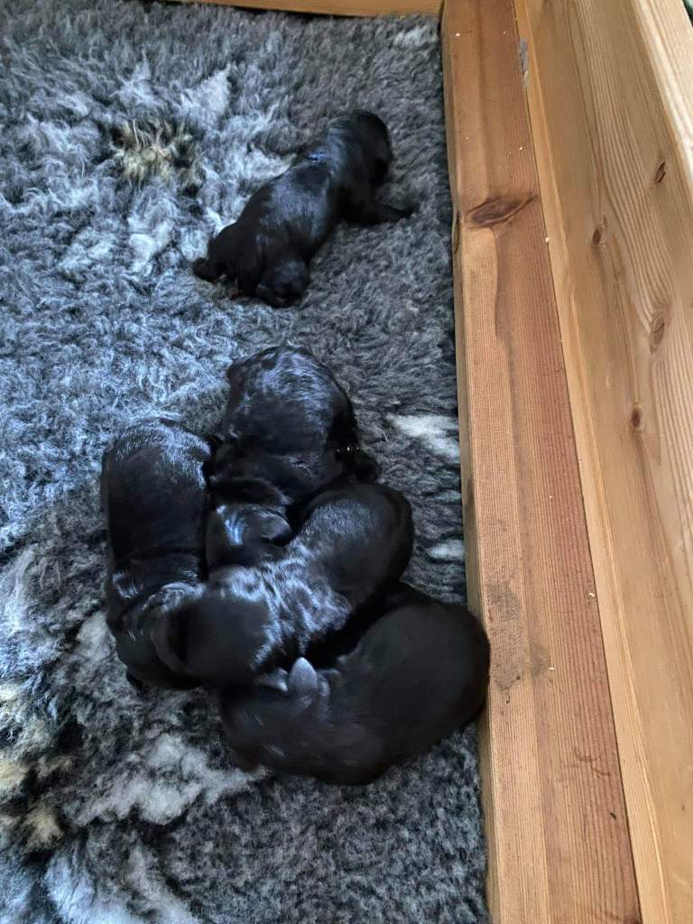 Selma Dvergschnauzer - sort Nyfødt https://heidisboble.no/ @heidisbob