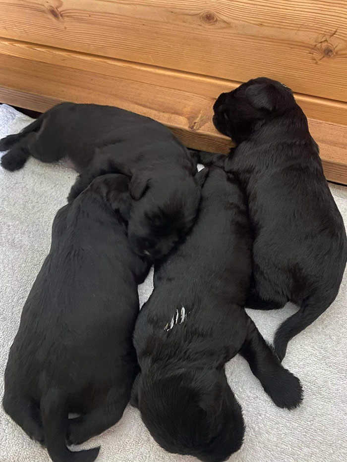 Selma Dvergschnauzer - sort Nesten 2 uker gammel https://heidisboble.no/ @heidisbob