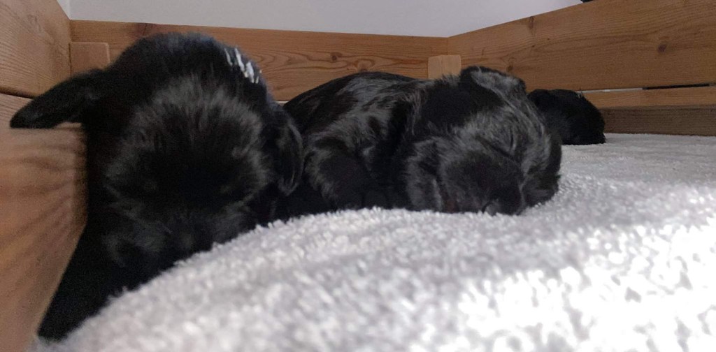 Selma Dvergschnauzer - sort Nesten 2 uker gammel https://heidisboble.no/ @heidisbob