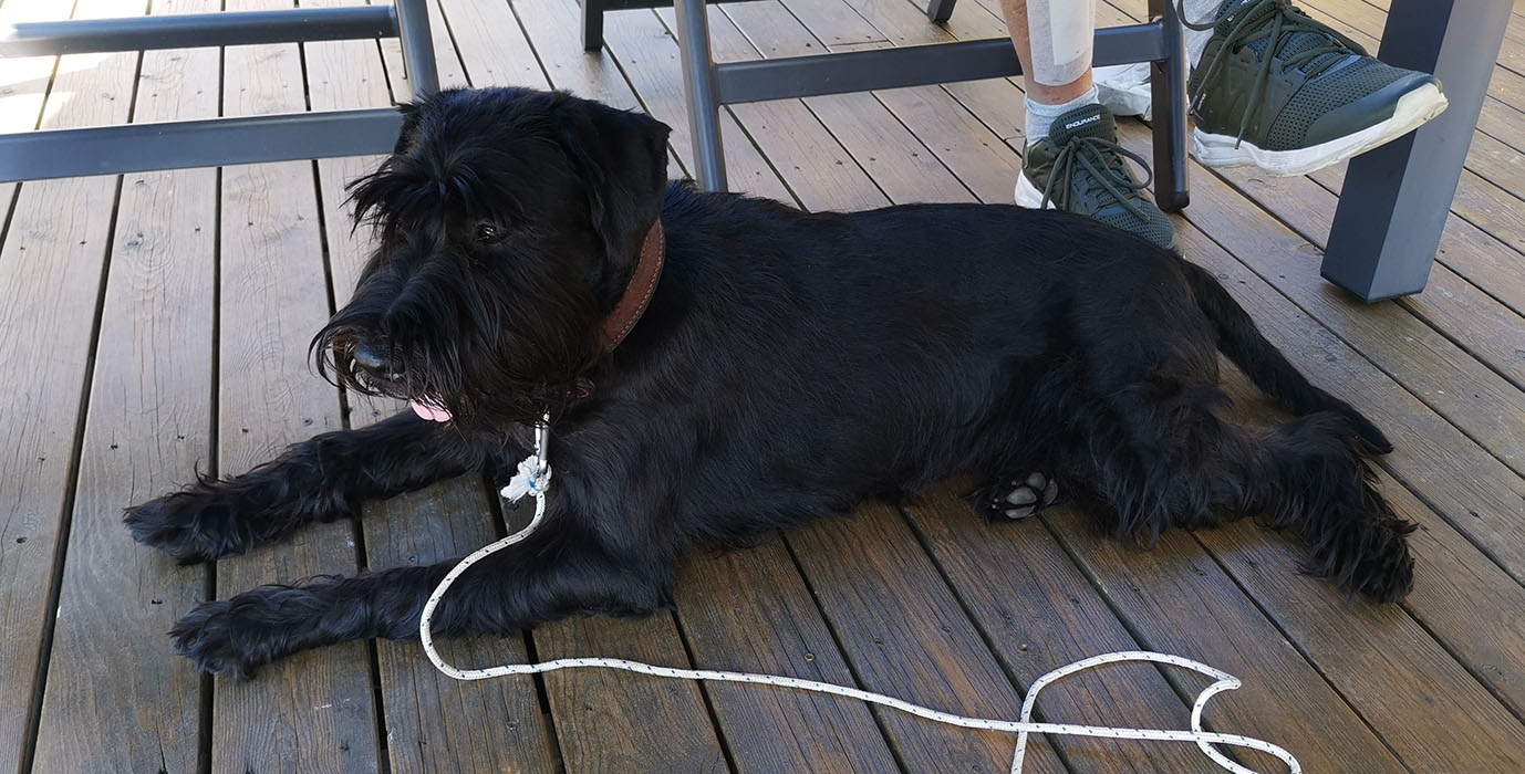 Drops mellomschnauzer sort Trondheim Trøndelag Norge Juli 2021 https://heidisboble.no/ @heidisboble