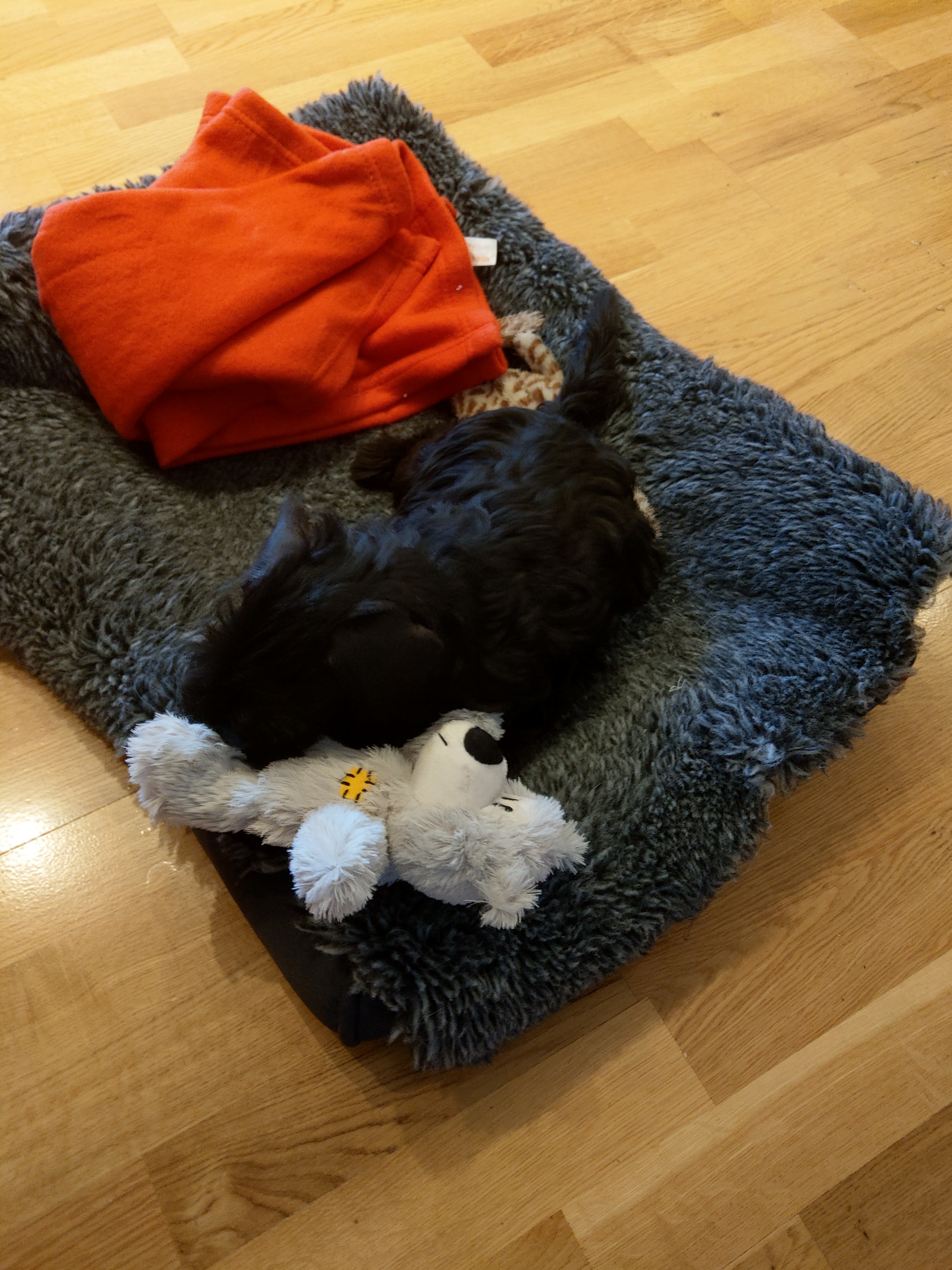 Selma 8 uker - endelig hjemme Dvergschnauzer - sort snart 8 uker gammel https://heidisboble.no/ @heidisboble