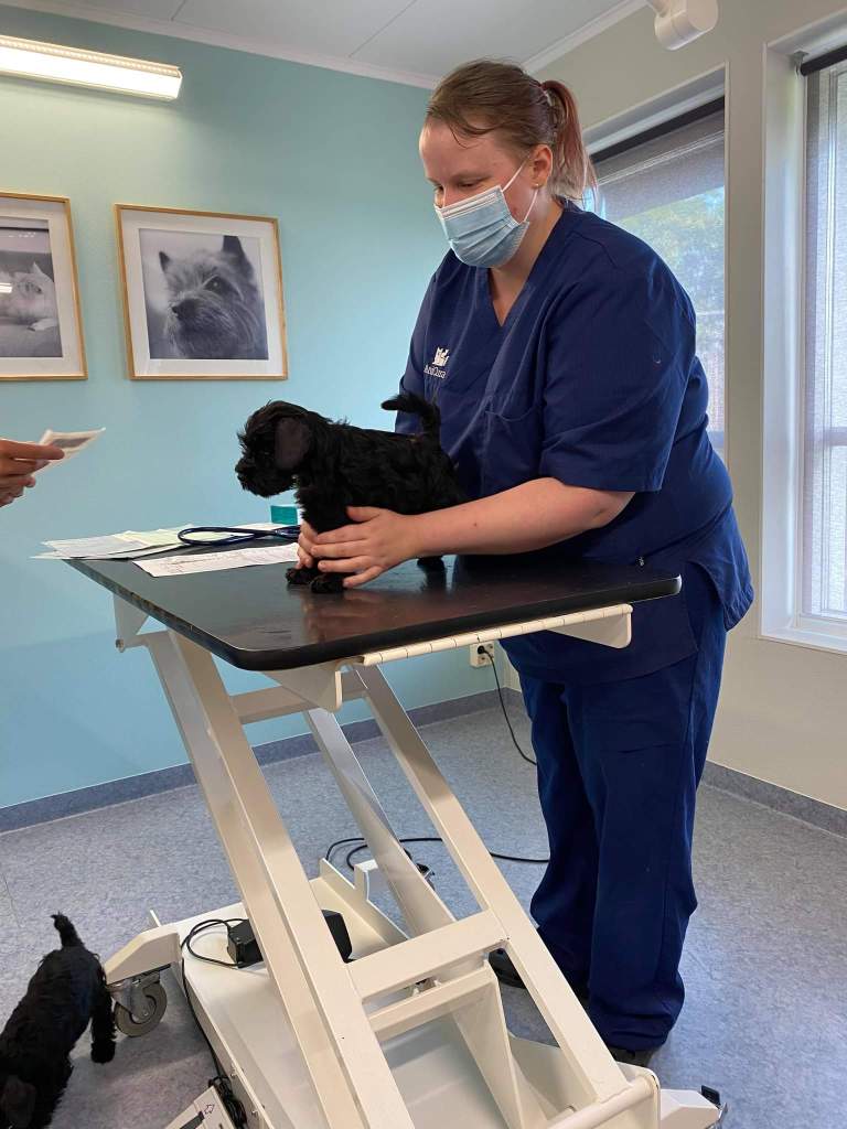 Selma Dvergschnauzer - sort snart 8 uker gammel https://heidisboble.no/ @heidisboble