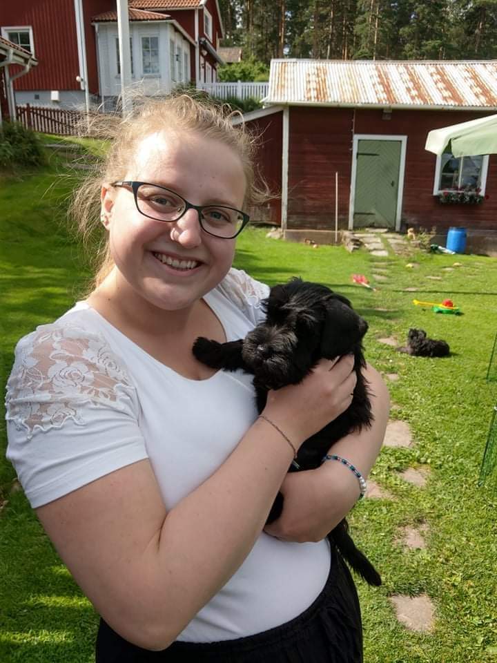 Selma 8 uker - hva skjer nå Dvergschnauzer - sort snart 8 uker gammel https://heidisboble.no/ @heidisboble