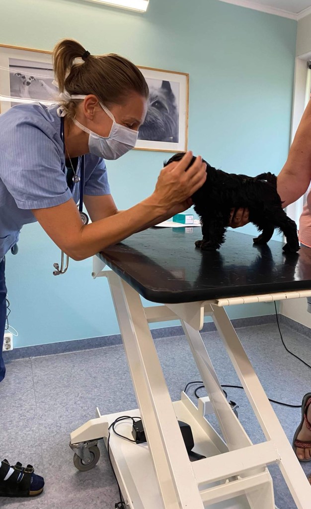 Selma Dvergschnauzer - sort snart 8 uker gammel https://heidisboble.no/ @heidisboble