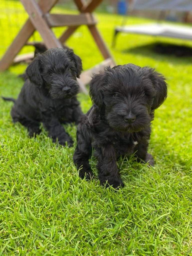 Selma Dvergschnauzer - sort 6 uker gammel https://heidisboble.no/ @heidisbob