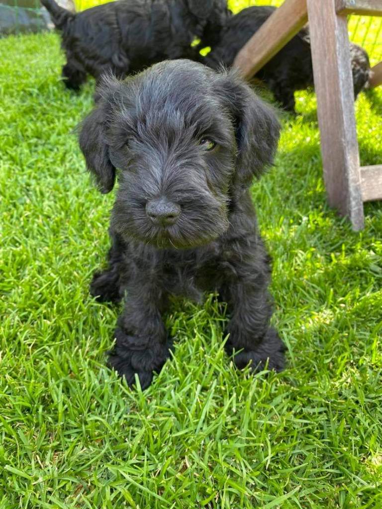 Selma Dvergschnauzer - sort 6 uker gammel https://heidisboble.no/ @heidisbob