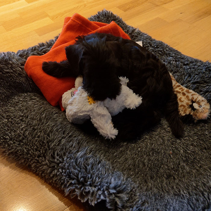 Selma 8 uker - endelig hjemme Dvergschnauzer - sort snart 8 uker gammel https://heidisboble.no/ @heidisboble