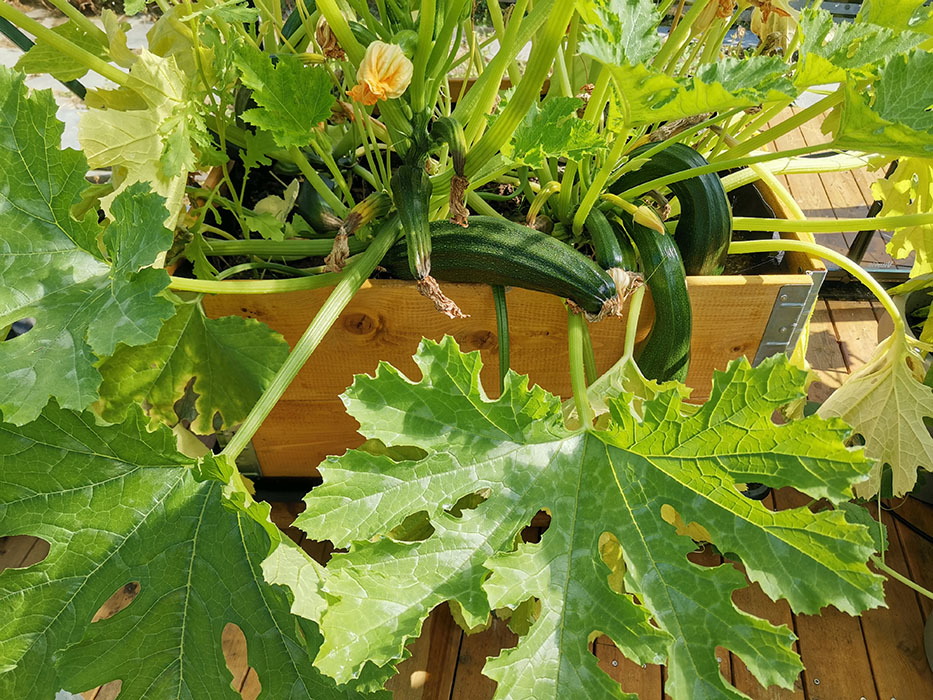 Fylt squash / gratinert squash Ingredienser: 2 Squash (eller en stor) 1 Løk (hakket) 2 fedd Hvitløk (hakket) 1 ss Olje (soya) 400 g Kjøttdeig 1 boks Tomater (hermetiske) 1 Buljongterning (okse) ¼ ts sukker Salt, pepper, basilikum 50 - 75 g Ost (hvit, skivet eller revet) https://heidisboble.no/ @heidisboble