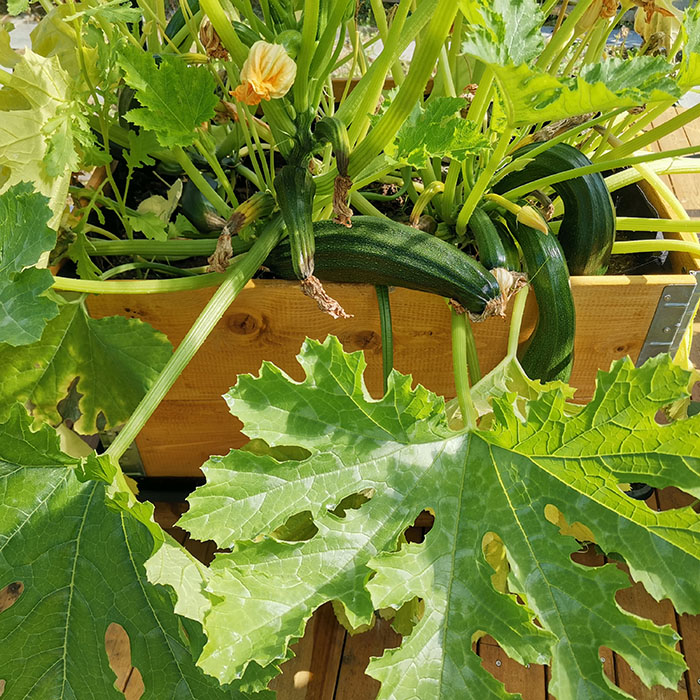 Fylt squash / gratinert squash Ingredienser: 2 Squash (eller en stor) 1 Løk (hakket) 2 fedd Hvitløk (hakket) 1 ss Olje (soya) 400 g Kjøttdeig 1 boks Tomater (hermetiske) 1 Buljongterning (okse) ¼ ts sukker Salt, pepper, basilikum 50 - 75 g Ost (hvit, skivet eller revet) https://heidisboble.no/ @heidisboble