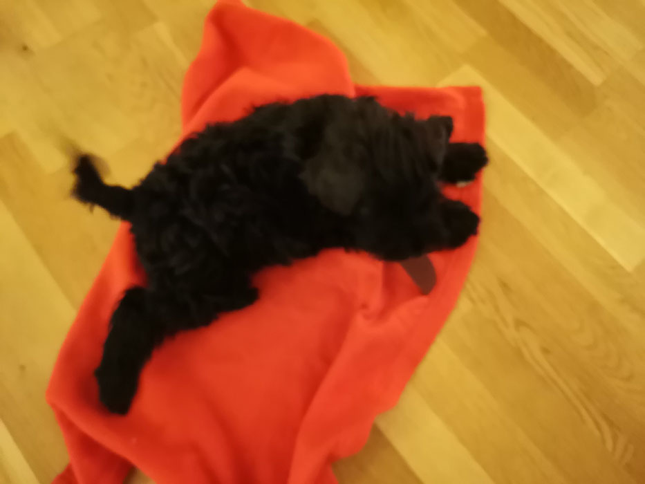 Selma 12 uker - På teppet sitt hjemme etter hun har vært hos veterinæren - Evidensia, Trondheim Dvergschnauzer - sort https://heidisboble.no/ @heidisboble