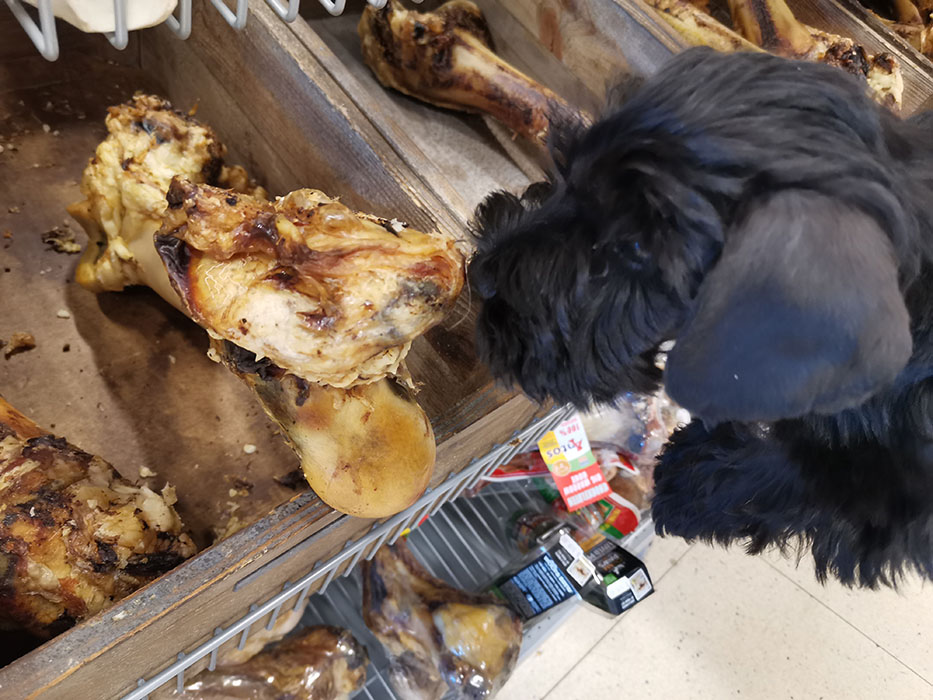 Selma 8 uker - hva skjer nå Dvergschnauzer - sort 8 uker gammel første shoppingtur https://heidisboble.no/ @heidisboble