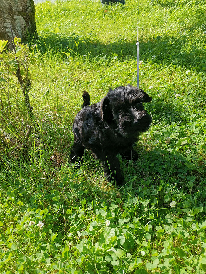 SSelma 8 uker - hva skjer nå Dvergschnauzer - sort 8 uker gammel En av de første lufteturene https://heidisboble.no/ @heidisboble