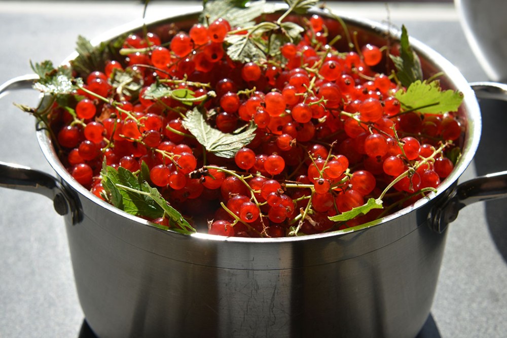 Rips - röda vinbär - red currant Trondheim Trøndelag Norway https://heidisboble.no/ @heidisboble