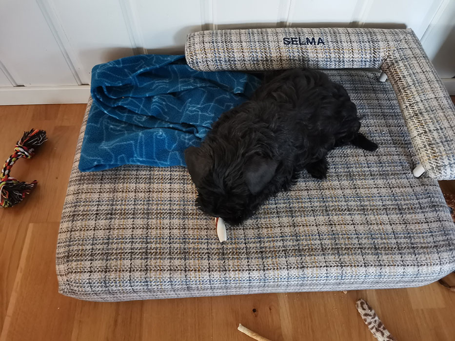 Selma 10 uker -har fått ny seng med Selma på Dvergschnauzer - sort https://heidisboble.no/ @heidisboble