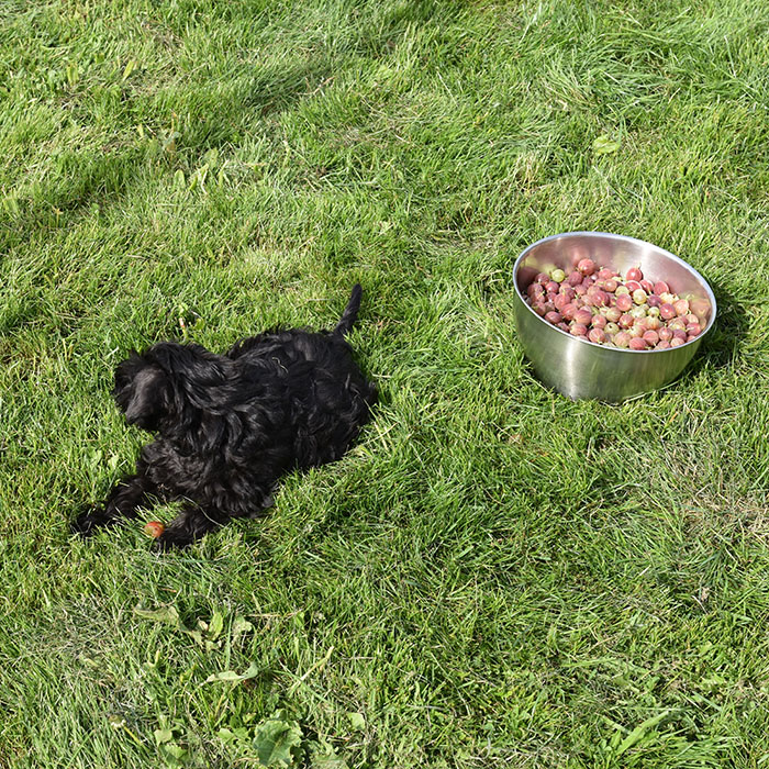 Selma and the gooseberries Trondheim Trøndelag Norway https://heidisboble.no/ @heidisboble
