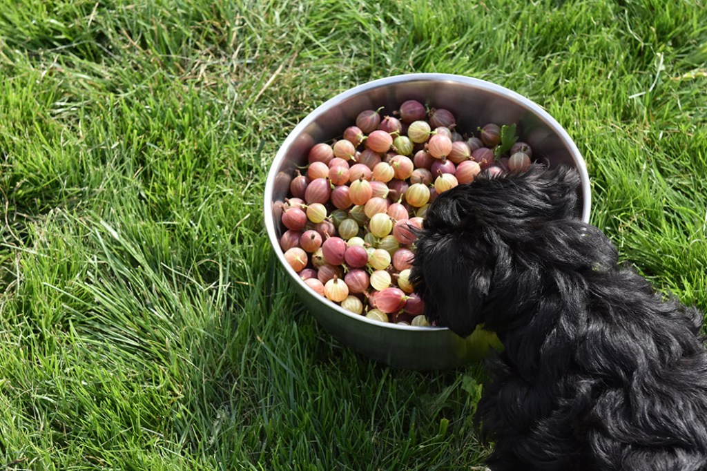 Selma 11 uker -plukker stikkelsbær Dvergschnauzer - sort https://heidisboble.no/ @heidisboble