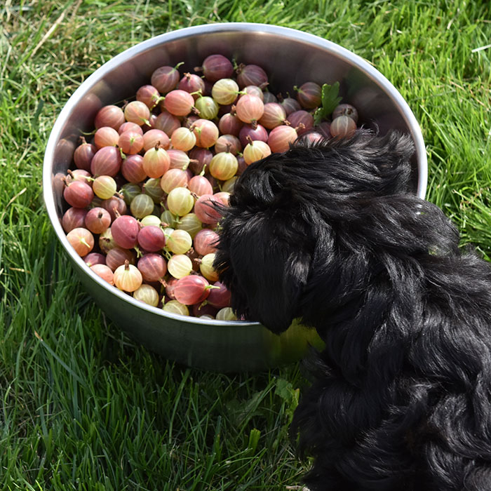 Selma and the gooseberries Trondheim Trøndelag Norway https://heidisboble.no/ @heidisboble