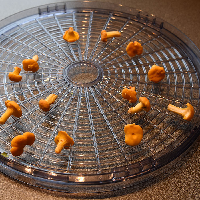 Tørkete kantareller Ingredienser ½ kg Kantareller eller så mye som du ønsker å tørke https://heidisboble.no/ @heidisboble