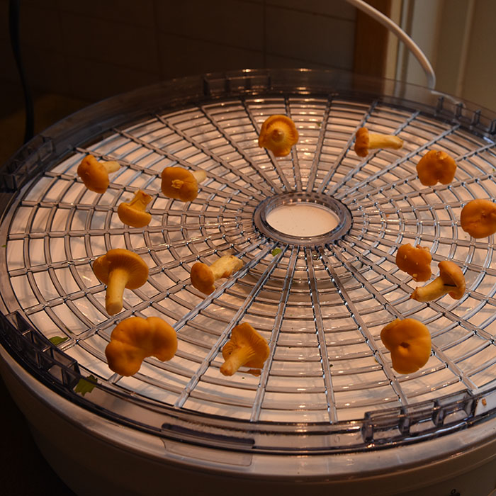 Tørkete kantareller Ingredienser ½ kg Kantareller eller så mye som du ønsker å tørke https://heidisboble.no/ @heidisboble