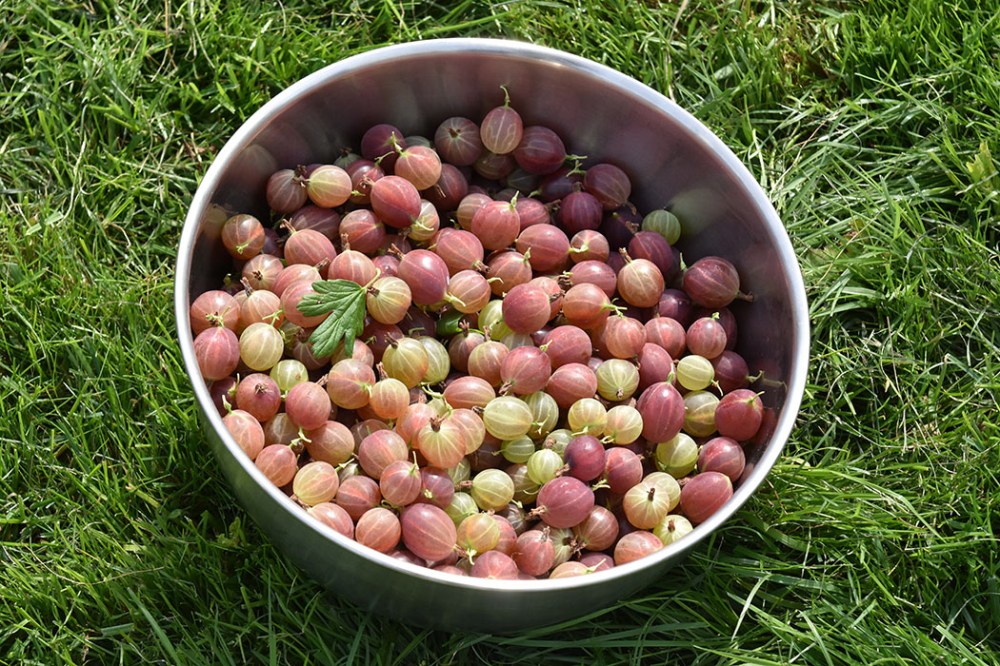 Stikkelsbær - gooseberries Trondheim Trøndelag Norway https://heidisboble.no/ @heidisboble