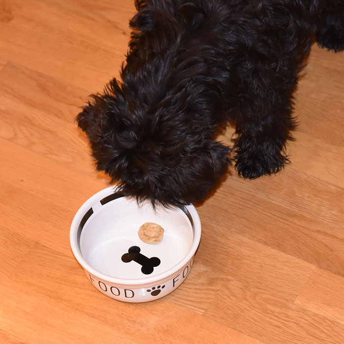 Selma (17 weeks) trying out the tuna treats /Selma (17 uker) prøvesmaker tunfisk-godbitene Tuna-treats (for dogs) Ingredients: 1 cans Tuna (in oil or water) (170 g/6 ounces / ½ cup) 1 Egg 1 tsp Parsley (chopped) ½ cup Oatmeal Rice flour Tunfisk godbiter (Hundemat) Ingredienser: 1 bx Tunfisk (i vann eller olje) 1 Egg 1 ts Persille (hakket) 1 dl Havregryn (lettkokte) Potetmel eller rismel https://heidisboble.no/ @heidisboble