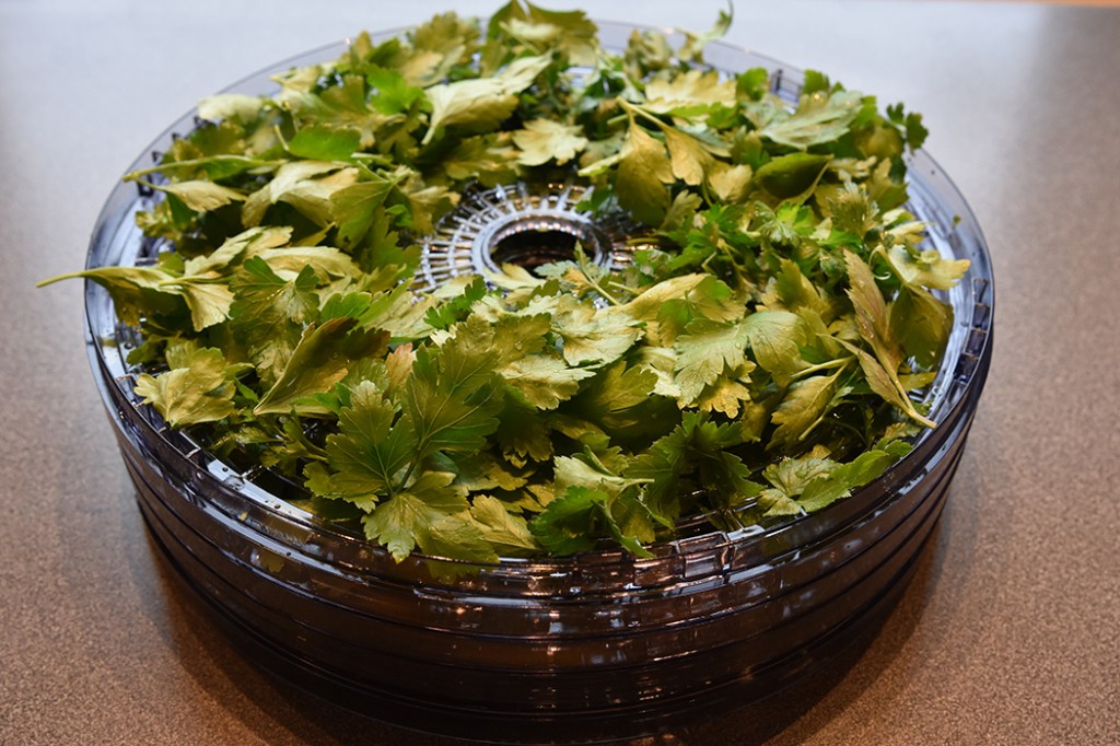 Tørket persille Ved å tørke persillen har jeg persille hele vinteren. Ja, det kommer selvfølgelig an på hvor mye du tørker da, og hvor mye du bruker. Jeg bruker mye persille. I al hvor jeg kan tilsette persille, tilsetter jeg persille. Det er godt i gryteretter, sauser, pastasauser, supper, brød mm. Ja, i det meste – men så er jeg nok mer enn gjennomsnittlig glad i persille da. Jeg bruker å så persille ute i en blomsterkasse på våren, og høste gjennom sommeren. https://heidisboble.no/ @heidisboble