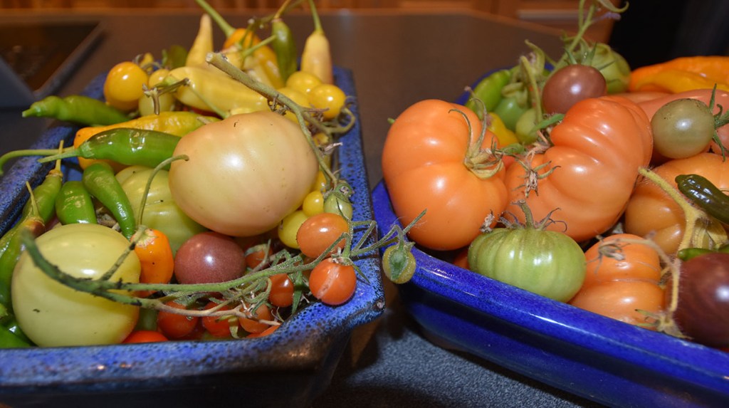 Siste innhøsting av tomater og chili https://heidisboble.no/ @heidisboble