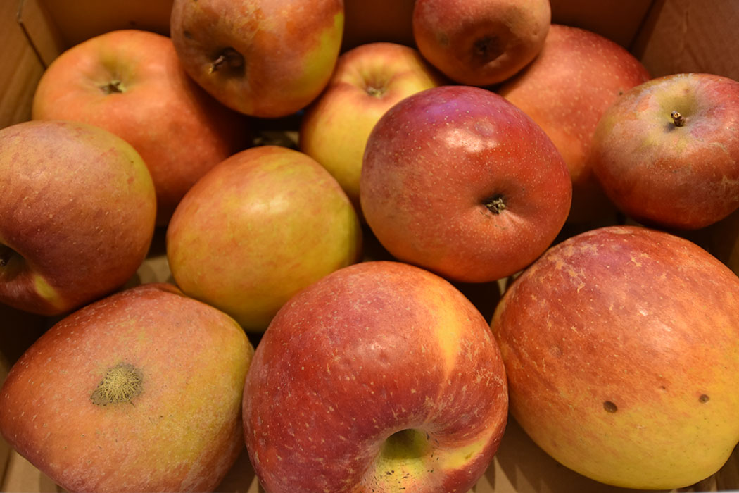 Pomes de can Boix - pomess fuji el marc del 2014 https://heidisboble.no/ @heidisboble