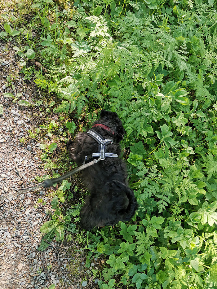 20220530 Selma på snusetur https://heidisboble.no/ @heidisboble