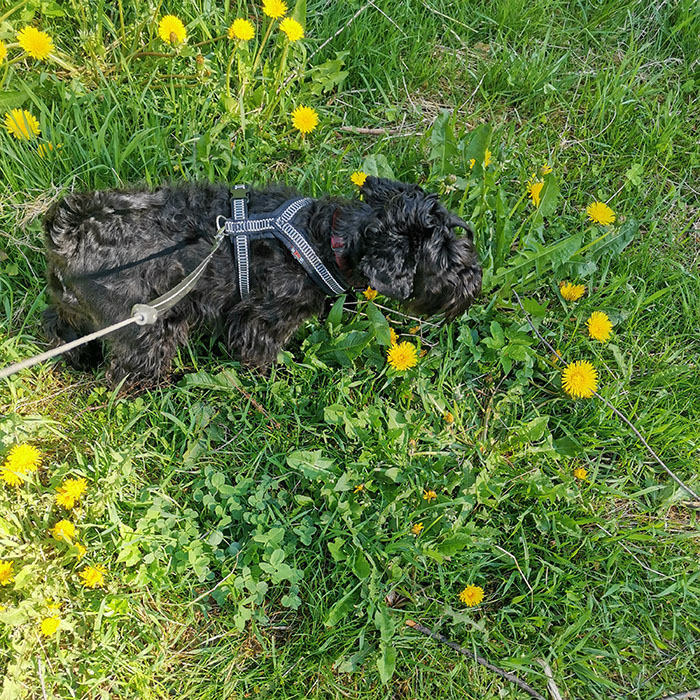 20220530 Selma på snusetur https://heidisboble.no/ @heidisboble